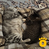 https://pethouse.ua/assets/images/testimonials/IMG_4221_1760345945.jpeg