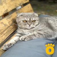 https://pethouse.ua/assets/images/testimonials/IMG_6057_1779998386.jpg