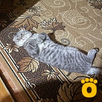 https://pethouse.ua/assets/images/testimonials/IMG_6585_1751368868.jpeg