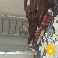 https://pethouse.ua/assets/images/testimonials/IMG_7078_1751290544.jpeg
