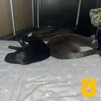 https://pethouse.ua/assets/images/testimonials/att.h9AUDx0Uax_lwjAF4AnaFScwELUW9ydN8jGHc_byBWk_1760195546.jpeg
