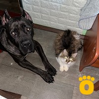 https://pethouse.ua/assets/images/testimonials/cropped-image_1743321906.jpeg