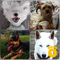 https://pethouse.ua/assets/images/testimonials/cropped-image_1743609716.jpeg