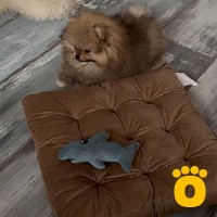 https://pethouse.ua/assets/images/testimonials/cropped-image_1743868943.jpeg