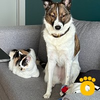https://pethouse.ua/assets/images/testimonials/cropped-image_1745163192.jpeg