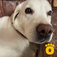 https://pethouse.ua/assets/images/testimonials/cropped-image_1745943195.jpeg
