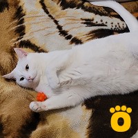 https://pethouse.ua/assets/images/testimonials/cropped-image_1746626118.jpeg