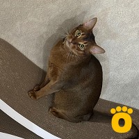https://pethouse.ua/assets/images/testimonials/cropped-image_1747137110.jpeg