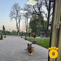 https://pethouse.ua/assets/images/testimonials/cropped-image_1747212872.jpeg