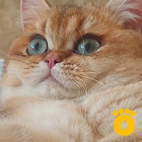 https://pethouse.ua/assets/images/testimonials/cropped-image_1747315220.jpeg