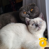 https://pethouse.ua/assets/images/testimonials/cropped-image_1747405319.jpeg