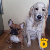 https://pethouse.ua/assets/images/testimonials/cropped-image_1747416537.jpeg