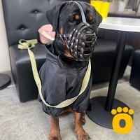 https://pethouse.ua/assets/images/testimonials/cropped-image_1747484795.jpeg