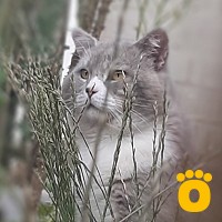 https://pethouse.ua/assets/images/testimonials/cropped-image_1747497678.jpeg