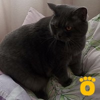 https://pethouse.ua/assets/images/testimonials/cropped-image_1747992852.jpeg