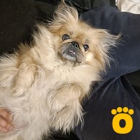 https://pethouse.ua/assets/images/testimonials/cropped-image_1748426132.jpeg