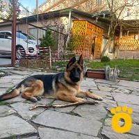 https://pethouse.ua/assets/images/testimonials/cropped-image_1749851671.jpeg