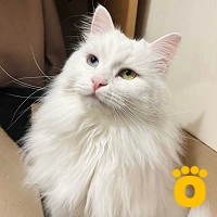 https://pethouse.ua/assets/images/testimonials/cropped-image_1749871328.jpeg
