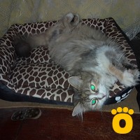 https://pethouse.ua/assets/images/testimonials/cropped-img_1750093229.jpeg