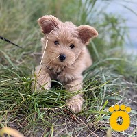 https://pethouse.ua/assets/images/testimonials/cropped-img_1753011484.jpeg