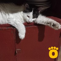 https://pethouse.ua/assets/images/testimonials/cropped-img_1753092286.jpeg