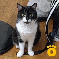 https://pethouse.ua/assets/images/testimonials/cropped-img_1755095053.jpeg
