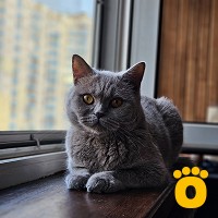 https://pethouse.ua/assets/images/testimonials/cropped-img_1755249432.jpeg