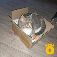 https://pethouse.ua/assets/images/testimonials/cropped-img_1755270559.jpeg