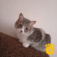 https://pethouse.ua/assets/images/testimonials/cropped-img_1757592267.jpeg