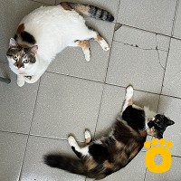 https://pethouse.ua/assets/images/testimonials/cropped-img_1757665101.jpeg