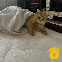 https://pethouse.ua/assets/images/testimonials/cropped-img_1757921246.jpeg