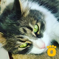 https://pethouse.ua/assets/images/testimonials/cropped-img_1760883739.jpeg