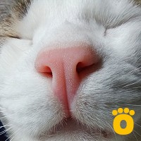 https://pethouse.ua/assets/images/testimonials/cropped-img_1777714668.jpeg
