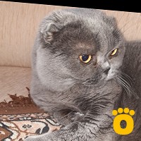 https://pethouse.ua/assets/images/testimonials/cropped-img_1777974936.jpeg