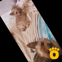 https://pethouse.ua/assets/images/testimonials/cropped-img_1778411373.jpeg