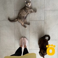 https://pethouse.ua/assets/images/testimonials/cropped-img_1780401593.jpg