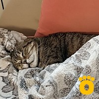 https://pethouse.ua/assets/images/testimonials/cropped-img_1780897511.jpg