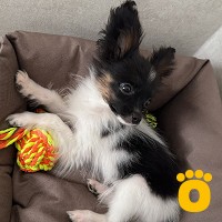 https://pethouse.ua/assets/images/testimonials/cropped-img_1781176387.jpg
