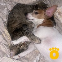https://pethouse.ua/assets/images/testimonials/cropped-img_1781187355.jpg