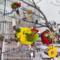 https://pethouse.ua/assets/images/testimonials/cropped-img_1781550103.jpg