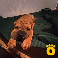 https://pethouse.ua/assets/images/testimonials/cropped-img_1782557831.jpg