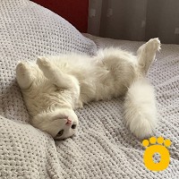 https://pethouse.ua/assets/images/testimonials/cropped-img_1782983894.jpg