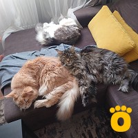 https://pethouse.ua/assets/images/testimonials/cropped-img_1783161911.jpg