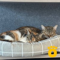 https://pethouse.ua/assets/images/testimonials/cropped-img_1783606344.jpg