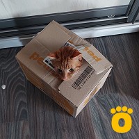 https://pethouse.ua/assets/images/testimonials/cropped-img_1785595874.jpg