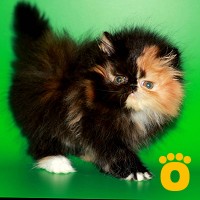 Илона Боднарчук