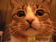 https://pethouse.ua/assets/images/testimonials/dfaf56asdf5a8.jpg