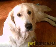https://pethouse.ua/assets/images/testimonials/dfsdf20130806.jpg