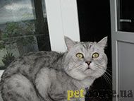 https://pethouse.ua/assets/images/testimonials/fdfg67dfafda.jpg