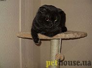 https://pethouse.ua/assets/images/testimonials/fg67sdffg78adsf678.jpg